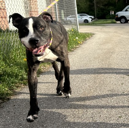 Rocko