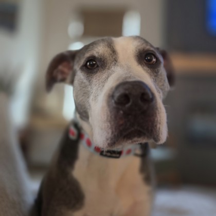 Sophia